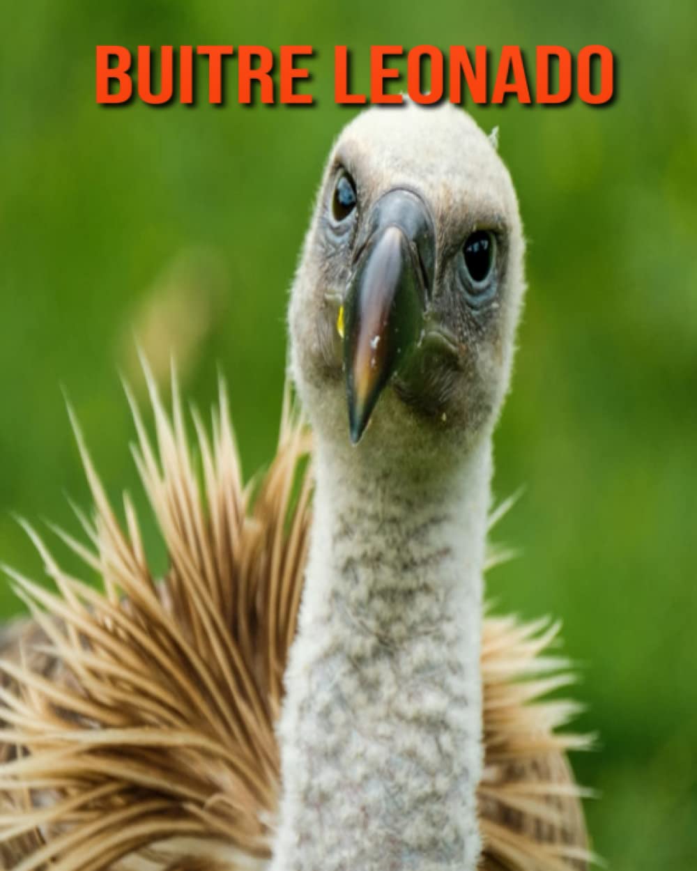 Buitre leonado: Imágenes asombrosas y datos curiosos