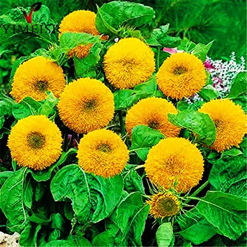 Generic Sunflower Teddy Bear Double Stem Dwarf Inner Bonsai Suitable Flower For Ornamental Plant Garden 20 Seeds (B0741FB477) Amazon Price History, Amazon Price Tracker