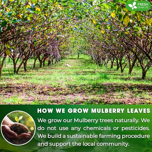 Image of FreshDrinkUS, Permium 16oz Mulberry Leaves, 100% Natural & Pure, Mulberry Leaf Tea, Mulberry Loose Leaf Herbal Tea, No Additives, No Caffeine, Vegan.