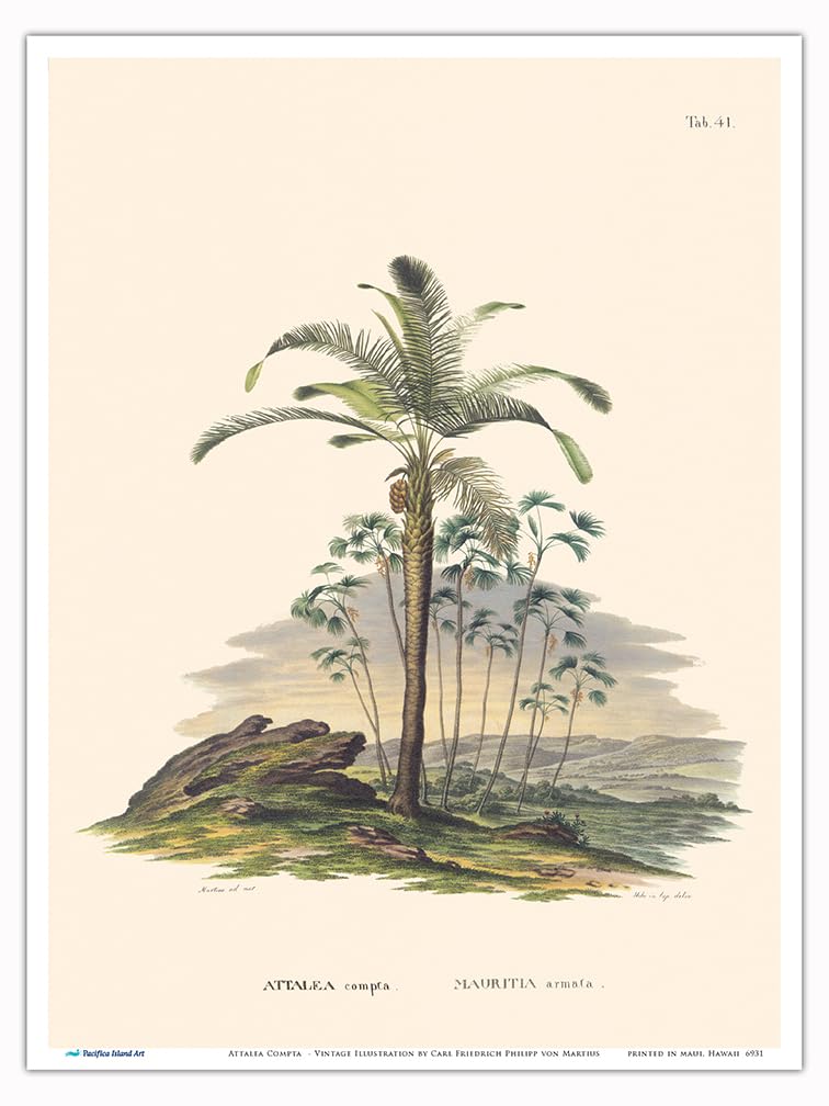 Pacifica Island Art Attalea Compta and Prickly Ita (Mauritia Armata) Palm Trees - Vintage Botanical Illustration by Carl Friedrich Philipp von Martius c.1820s - Master Print (Unframed) 9in x 12in