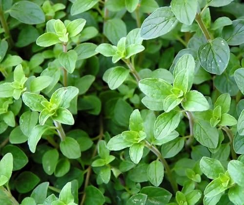 Essences Bulgaria Aceite Esencial de Orégano 10ml