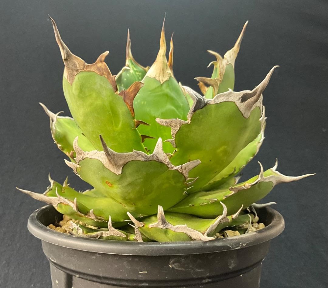 アガベ 親株出品 鉢植発送 極上血統 ハデス 大株 アガベ 親株出品 鉢植