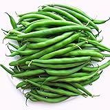 Green Bean- Strike (100 Seeds)