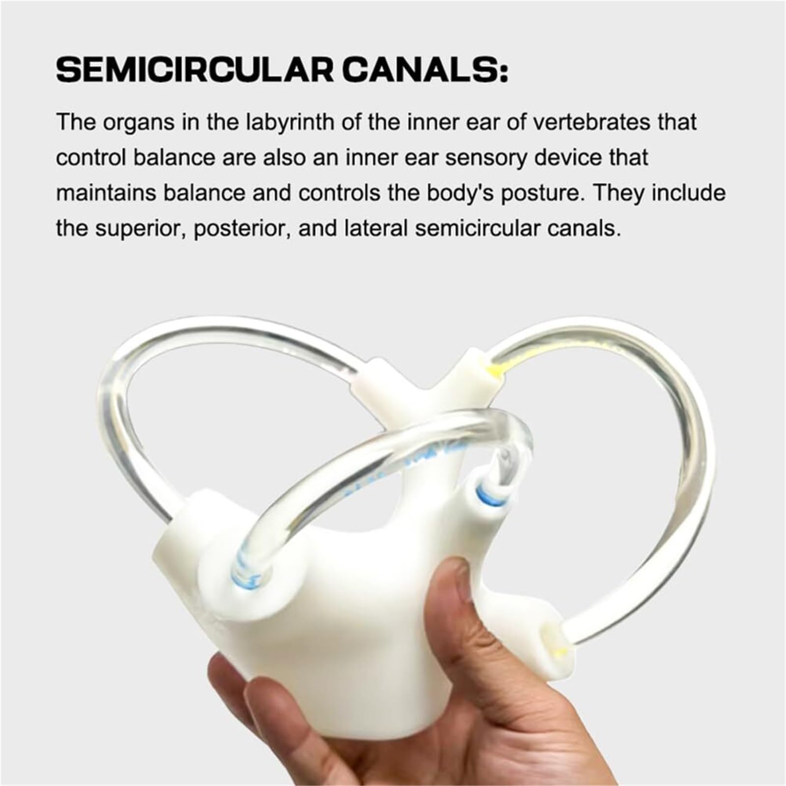 Modello anatomico di insegnamento dell'orecchio interno - Canale semicircolare e cocleare con componenti staccabili per studio medico