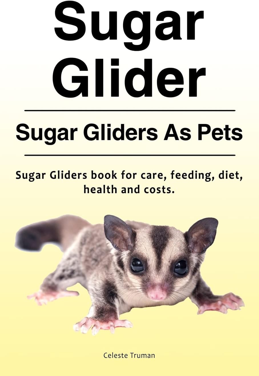 Sugar Glider. Sugar Gliders As Pets. Sugar Gliders