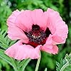 Amazon.com : Raspberry Queen Oriental Poppy Flower Root - Deer ...