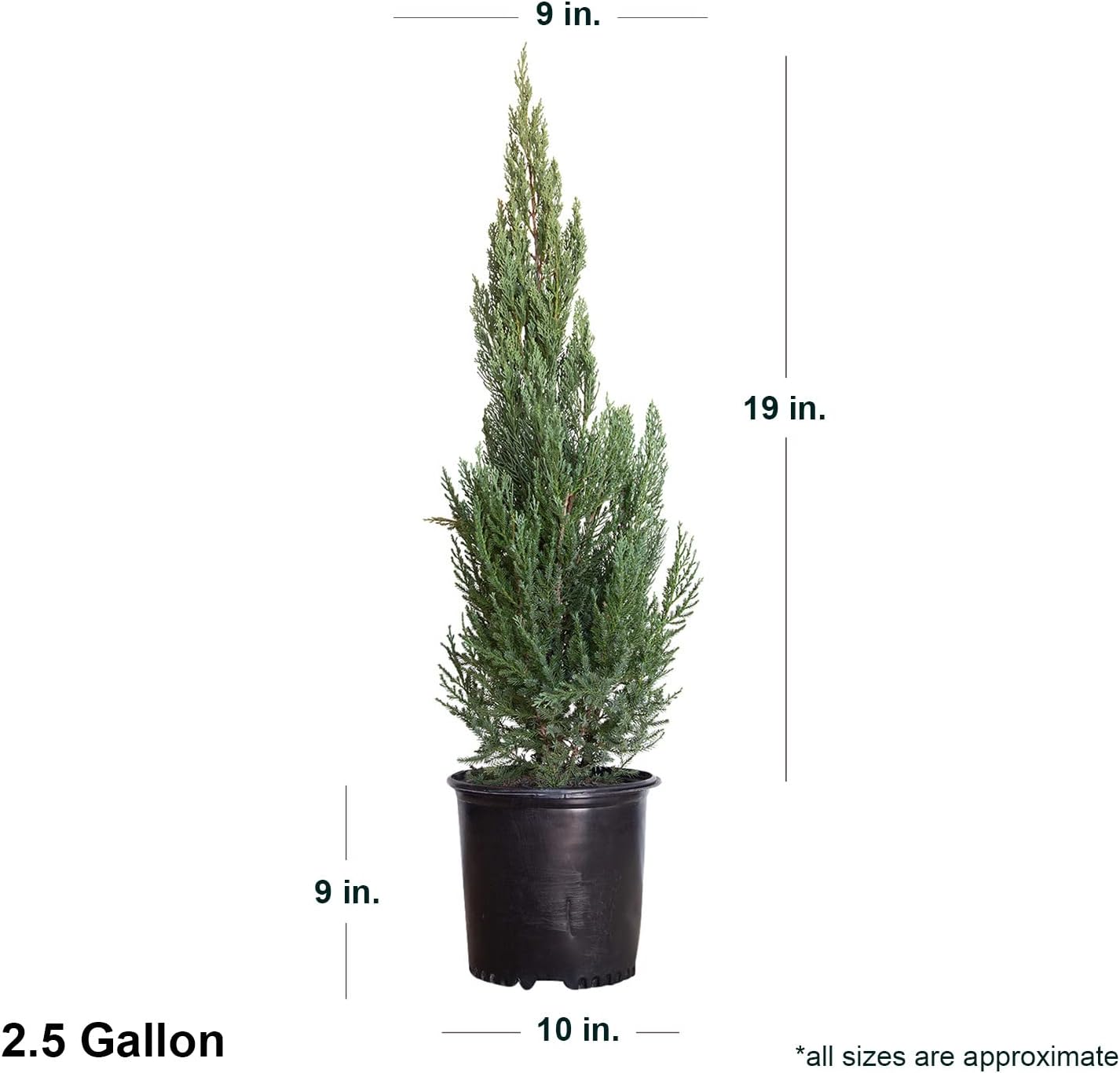 Blue Point Juniper (2.5 Gallon) Evergreen Tree with Blue-Grey-Green Foliage - Full Sun Live Outdoor Plant