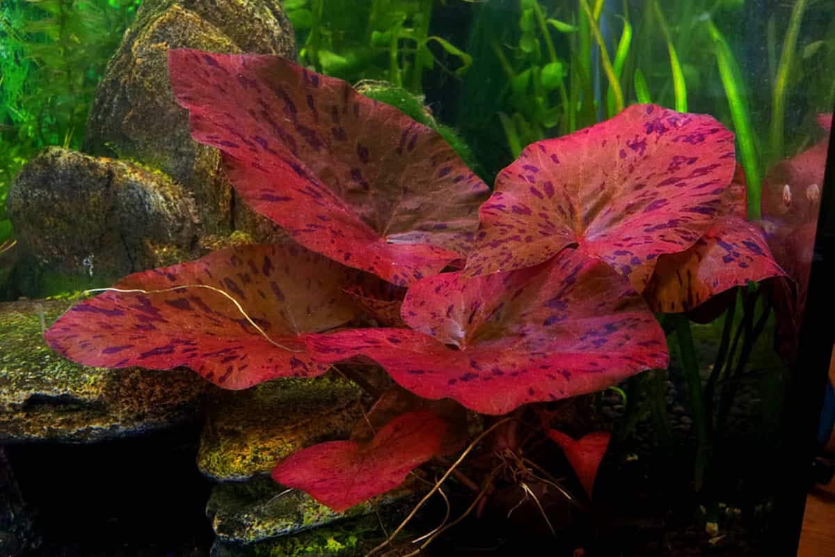 Nymphea Lotus – Red Lily Beautiful Plant Healthy Aquarium Plant Aquatic (1)