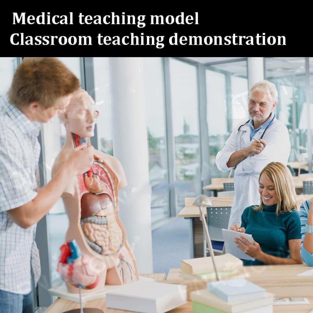 Modelo de Cuerpo Humano de Busto Masculino Transparente, Modelo de anatomía del Cuerpo del Torso Humano, 37 Piezas extraíbles, Modelo de Esqueleto para Aprender
