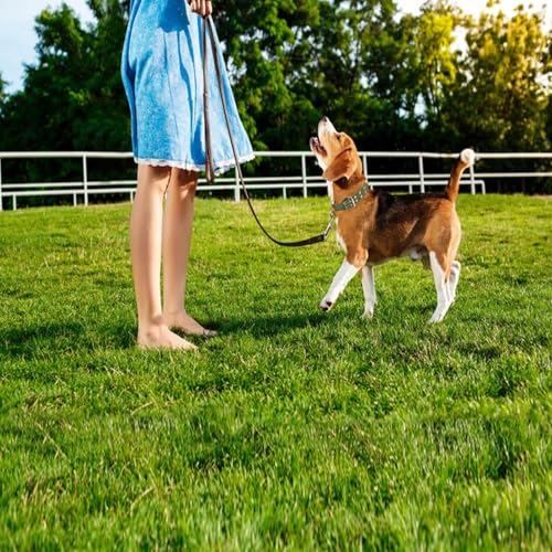 4 Stück Verstellbares Dickes Hundehalsband, Tierhalsband, Schafhalsband, Hundehalsband Canvas Halsband, Verstellbares Schafhalsband, für Pferd, Rind, Hund, Kamel, Bitte überprüfen sie die größe(XL)
