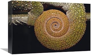 12 x 18 in. Panther Chameleon with Tail Curled in Sleeping Position, Madagascar Art Print - Pete Oxford