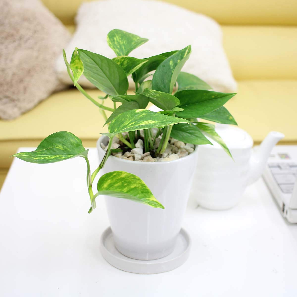 Amazon.co.jp: 【ブルーミングスケープ】ポトス 5号 ホワイト陶器鉢 丸