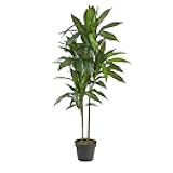 Nearly Natural 48in Artificial Dracaena with Real Touch Leaves and Multi Tonal Trunks, Large Indoor Silk Plant with Pot, Maintenance Free for Indoor Living Room and Home Office Decor