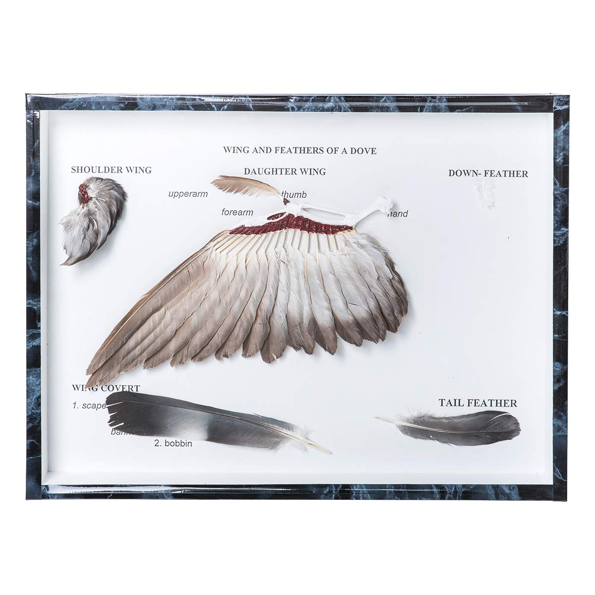 Amazon.com: 3B Scientific GmbH T300331 Pigeon Wings and