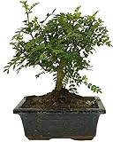 Hoja perenne BONSAI NATURAL DE INTERIOR ZANTHOXYLUM 5 AÑOS (PIMENTERO JAPONÉS)