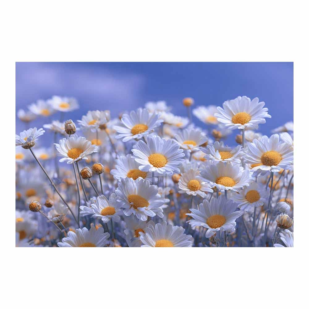 ZAMAEIU Landscape Wall Art Dense petals clusters Modern Canvas Print On Artwork, Suitable for living room, bedroom, for Kids Room Decoretc.(white)-80x120cm Unframed
