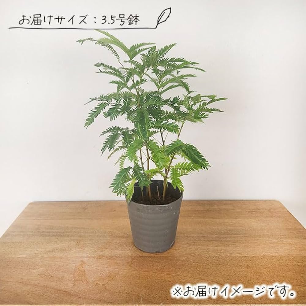 エバーフレッシュ　リビングサイズ　no3 エバーフレッシュ リビングサイズ‼️ no3 高さ140cm