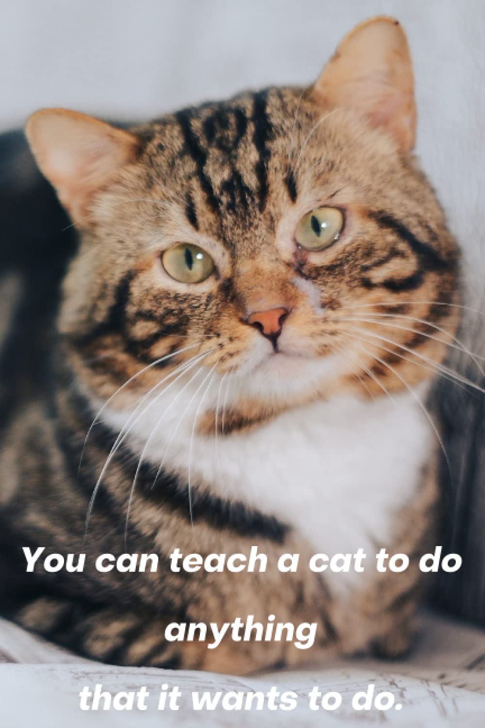 Notebook: you can teach a cat to do anything that it wants to do