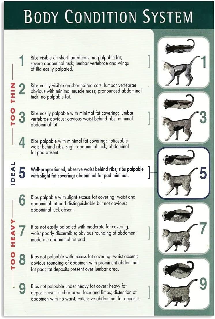 Veterinary Knowledge Metal Signs Body Condition System Infographic Tin Posters