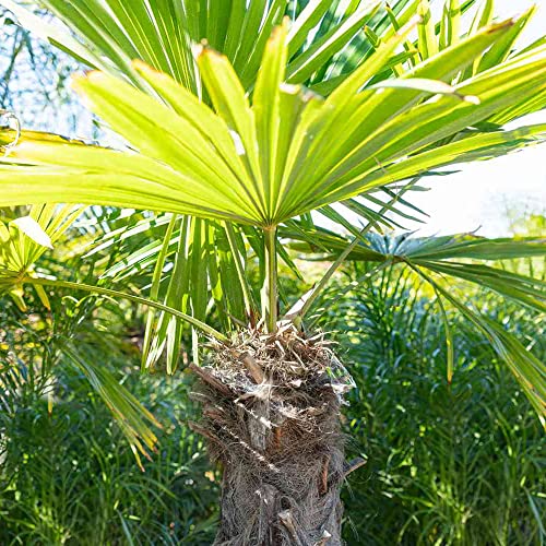 Yegaol Garden 15Pcs Windmill Palm Seeds Trachycarpus Fortunei Chusan Palm Seeds Evergreen Salt Tolerant Hardy Tropical Backyard Plant Tree Seeds #TOP4