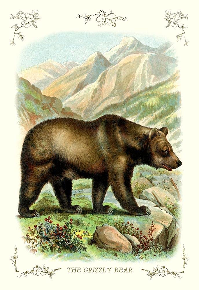 Amazon.com: The Grizzly Bear, 1900 by Unknown -: Posters