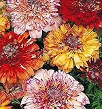 Crisantemo tricolor, margarita tricolor'Dunnetti' - semilla