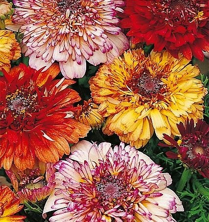 Crisantemo tricolor, margarita tricolorDunnetti - semilla