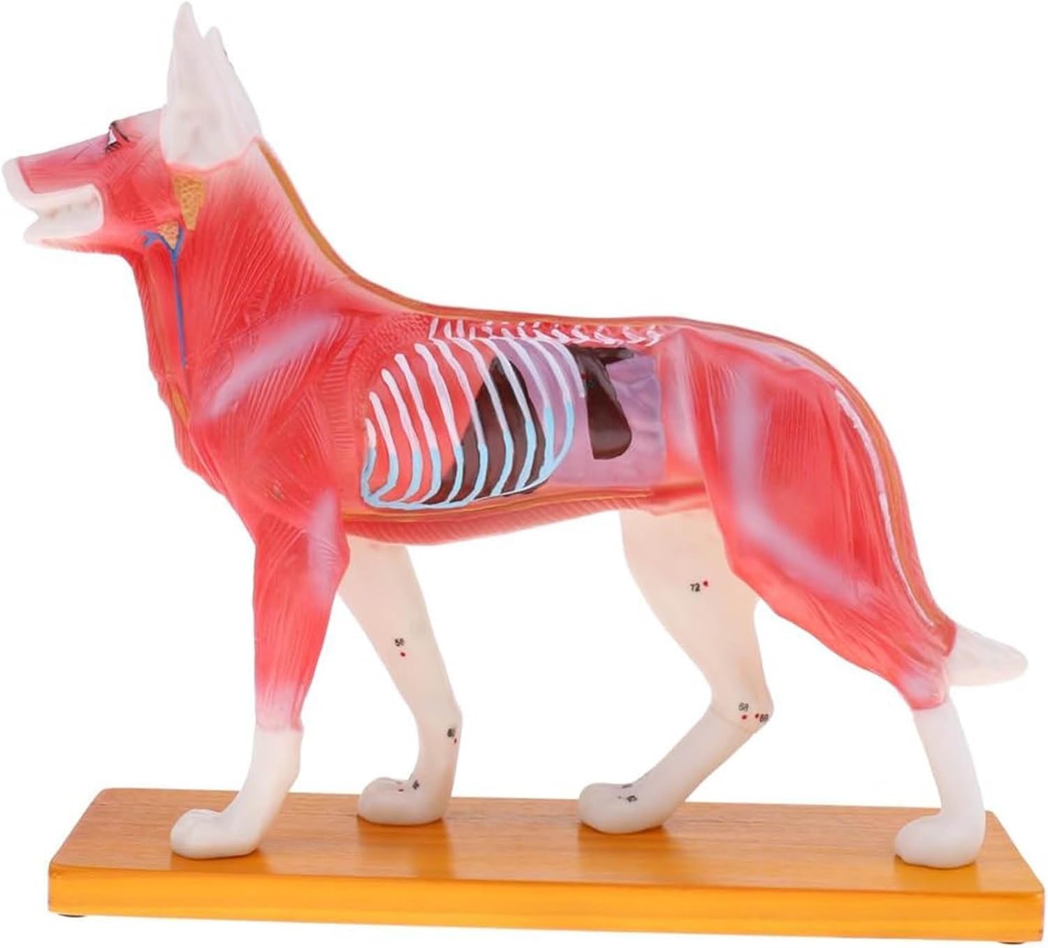 Model anatomiczny psa z akupunkturą, 4D Vision z 72 ponumerowanymi punktami akupunktury, model punktów nacisku psa, do edukacji i nauczania akupresury