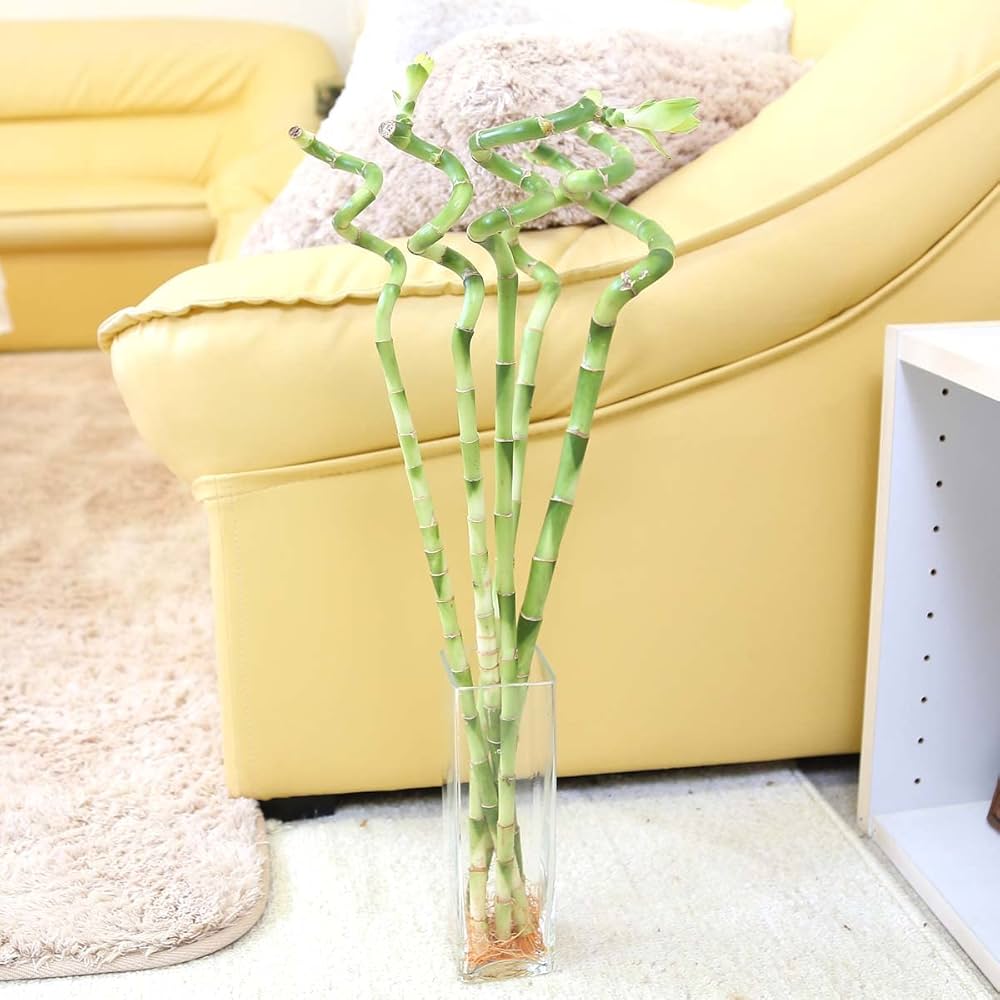 Amazon｜【ブルーミングスケープ】土を使わない観葉植物 開運竹