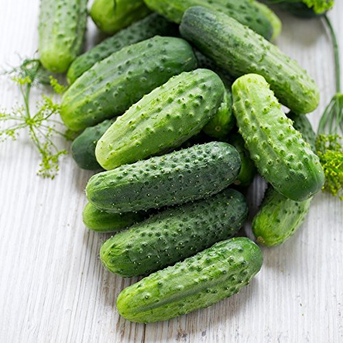 Wisconsin Smr 58 Cucumber Seeds For Planting, 50+ Heirloom Seeds Per Packet, (Isls's Garden Seeds), Non Gmo Seeds, Botanical Name: Cucumis Sativus, Great Home Garden Gift #TOP2