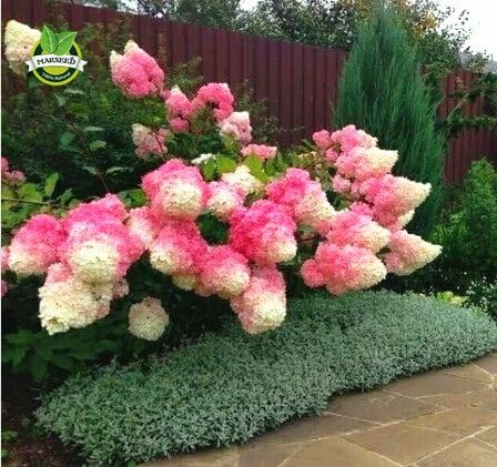 New Vanilla Strawberry Hydrangea 50+ Fresh Flower Seeds - Panicle Hydrangea Herbaceous Perennial Hydrangeaceae