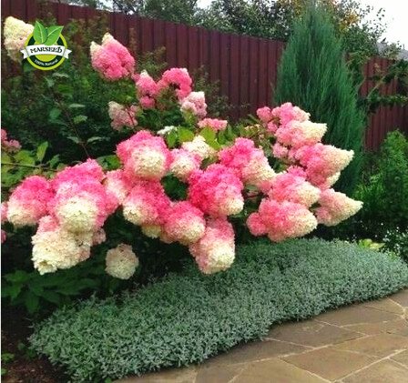 50 semillas de vainilla fresa hortensia de flores para plantar en maceta...