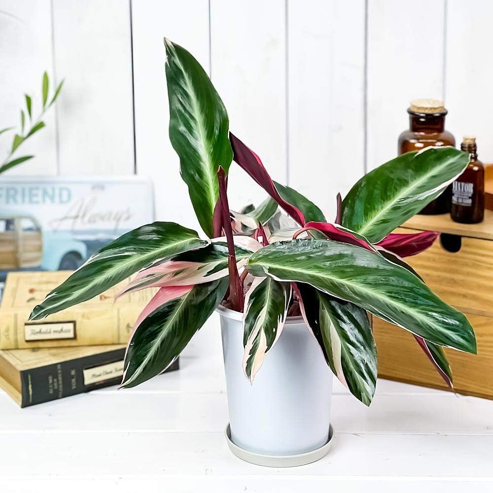 Amazon Co Jp 観葉植物 ストロマンテ サンギネア トリオスター 4号鉢 受け皿付き Stromanthe Sanguinea Triostar マルチカラー カラテア ウラベニショウ Diy 工具 ガーデン