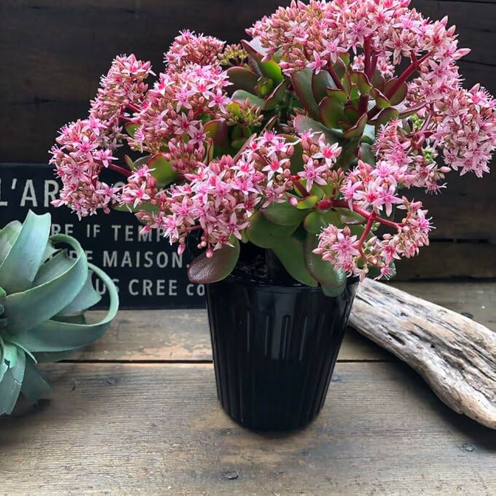 5 金の成る木 26年もの 約63cm 土・鉢付き 引き取りOK 多肉植物 5 金の成る木 26年もの 約63cm 土・鉢付き 引き取りOK 多肉