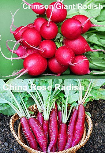 Please Read! This Is A Mix!!! 100+ Radish Mix 9 Varieties Seeds, Heirloom Non-Gmo, Colorful, Pink, Red, White, Sweet And Mild, From Usa #TOP1
