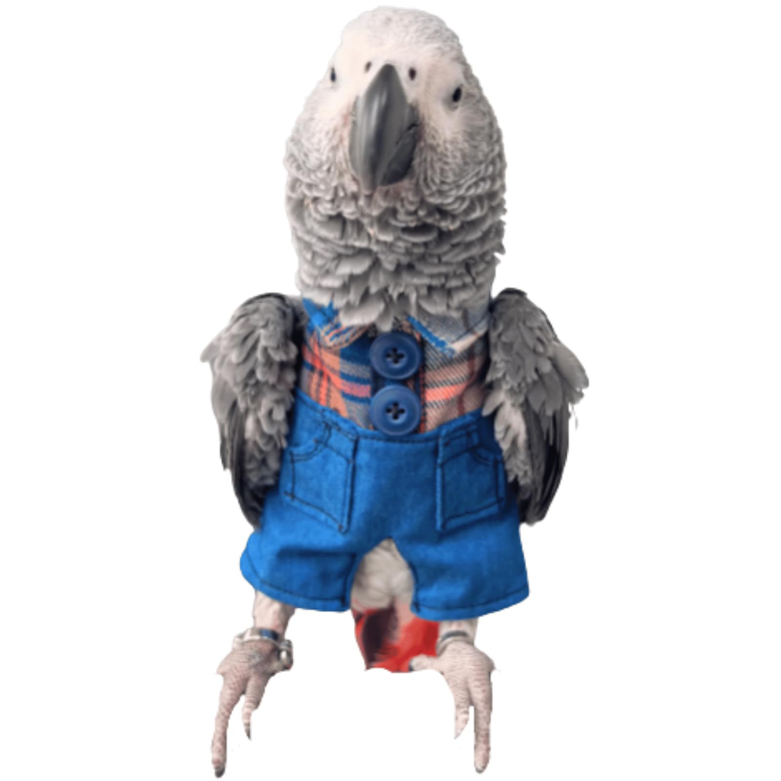 Bird Clothes - Handmade Cute Demin Overalls Outfit for Parrot African Greys Parakeet Cockatiel Sun Conure Halloween Cosplay Apparel Bird Supplies (S)