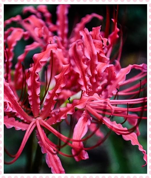 Amazon リコリス球根 エキゾチックなピンクのリコリスの花の秋と冬の植栽花束花のようなバレンタインデー緑の葉の庭の装飾 球根 花 Amazon リコリス球根 エキゾチックなピンクのリコリスの花の秋と冬の植栽花束花のようなバレンタインデー緑の葉の庭の装飾 球根 花