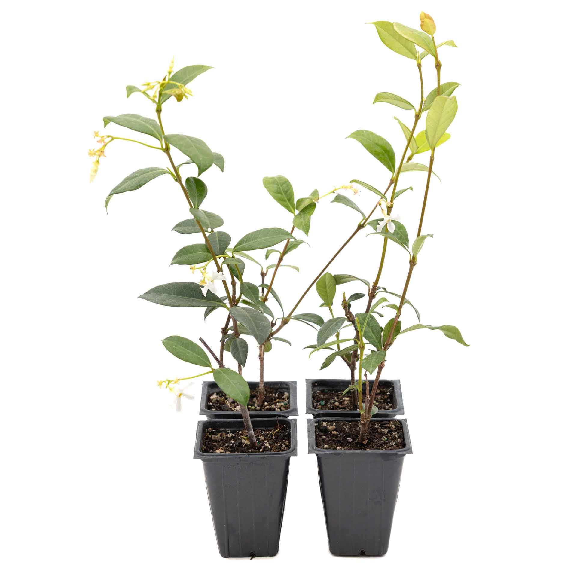 Star Jasmine vines in cubes