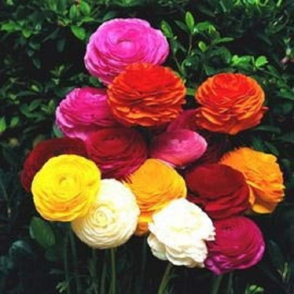 Ranunculus Rainbow Mix – Persian Buttercup Bulbs (Not Seeds) -10 Bulbs