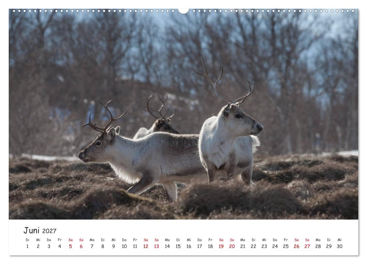 CALVENDO - Rentiere (Wandkalender 2027 DIN A2 quer), Monatskalender: Rentiere aus Nordnorwegen & Spitzbergen