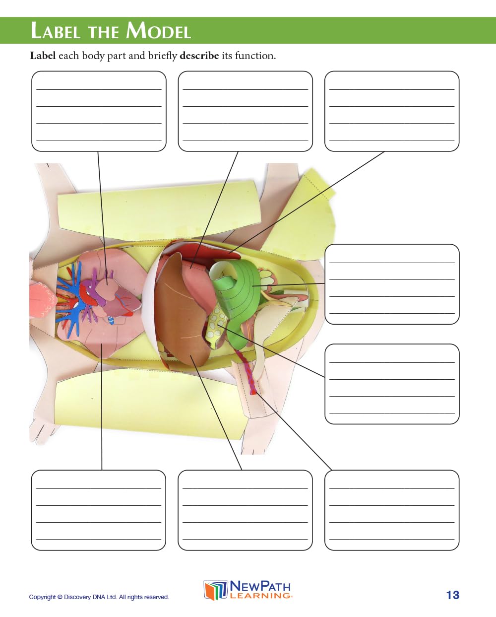 NewPath Fetal Pig Dissection 3-D Paper Model Making Kit - Individual Student Edition (17-7740)