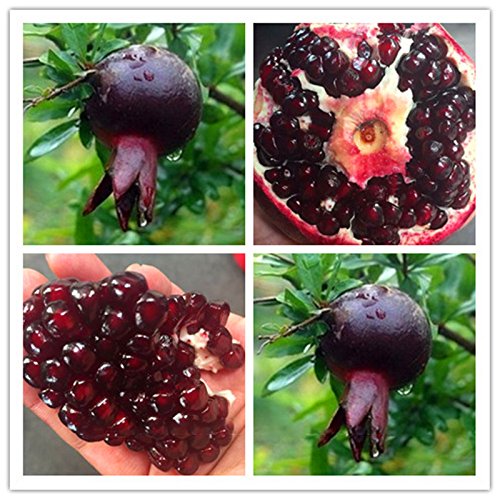 GGOOTEgrow 30Pcs/Pack Black Pomegranate Seeds Home Garden Delicious Fruit Tree Bonsai Seeds