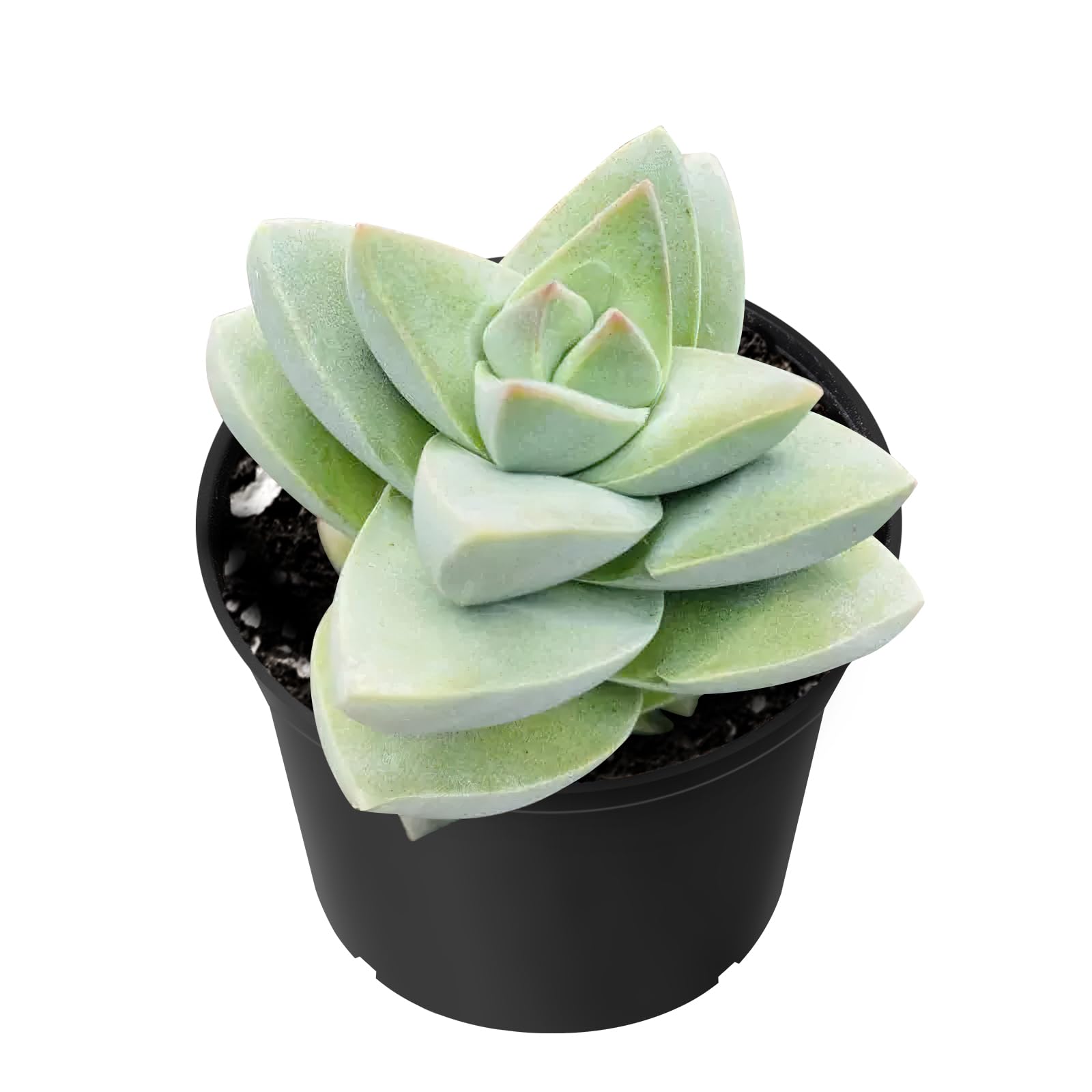 Sprout N Green Crassula 'Moonglow', Live Succulent Plant Fully Rooted in 2" Pots with Soil Mix, Real Houseplant for Indoor Outdoor Home Office Wedding