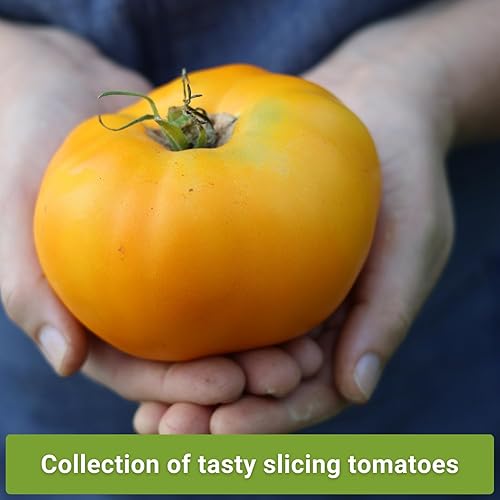 Miniatura 3 de Sow Right Seeds - Colección de semillas de tomate estilo bistec para plantar - Filete de res, Kellogg's, morado Cherokee, levantador de hipotecas