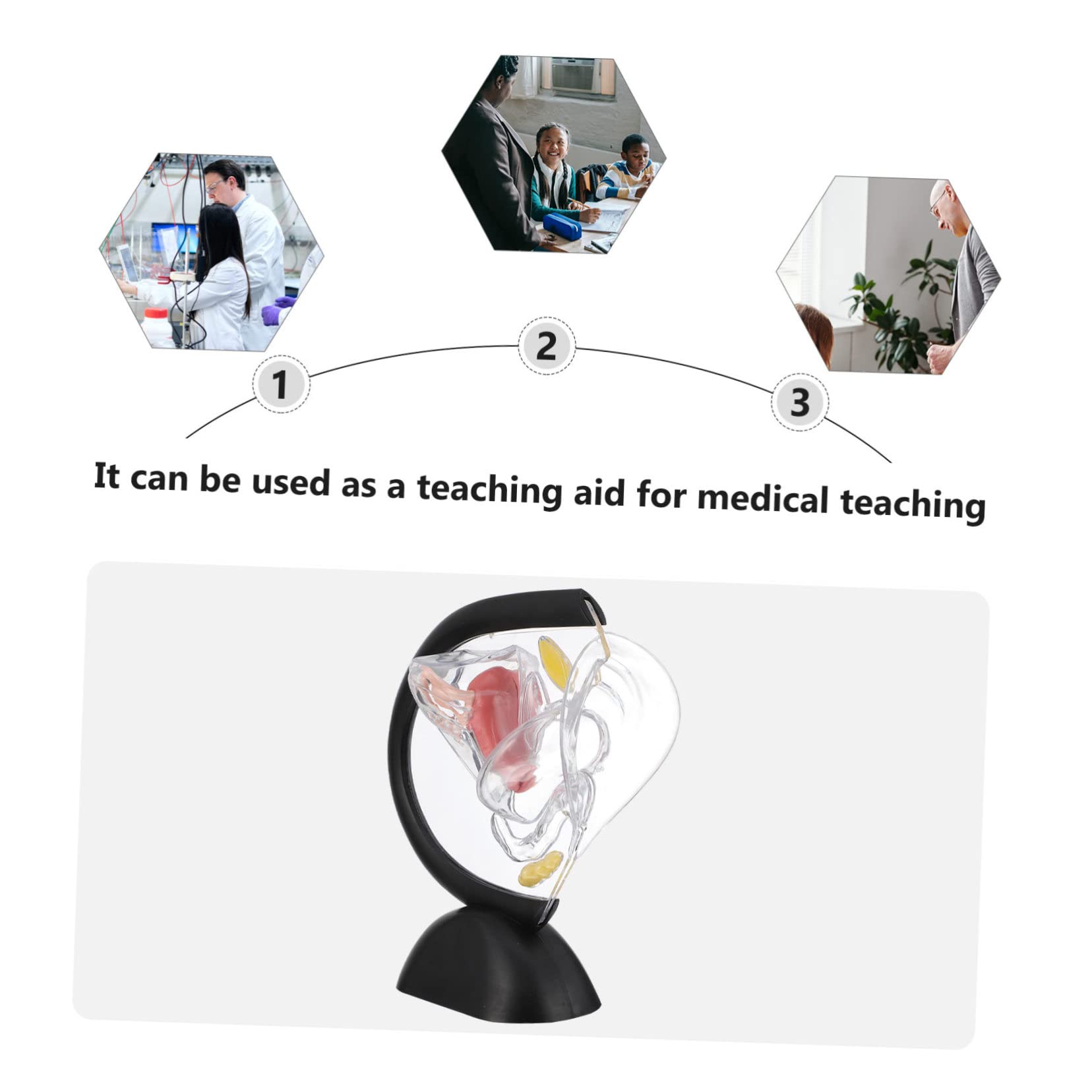 Modelo Médico de Útero Transparente Visible en Pvc para Enseñanza | Estructura Interna de Pared, Material Didáctico para Educación y Investigación Médica, Grupo Profesional Sanitario