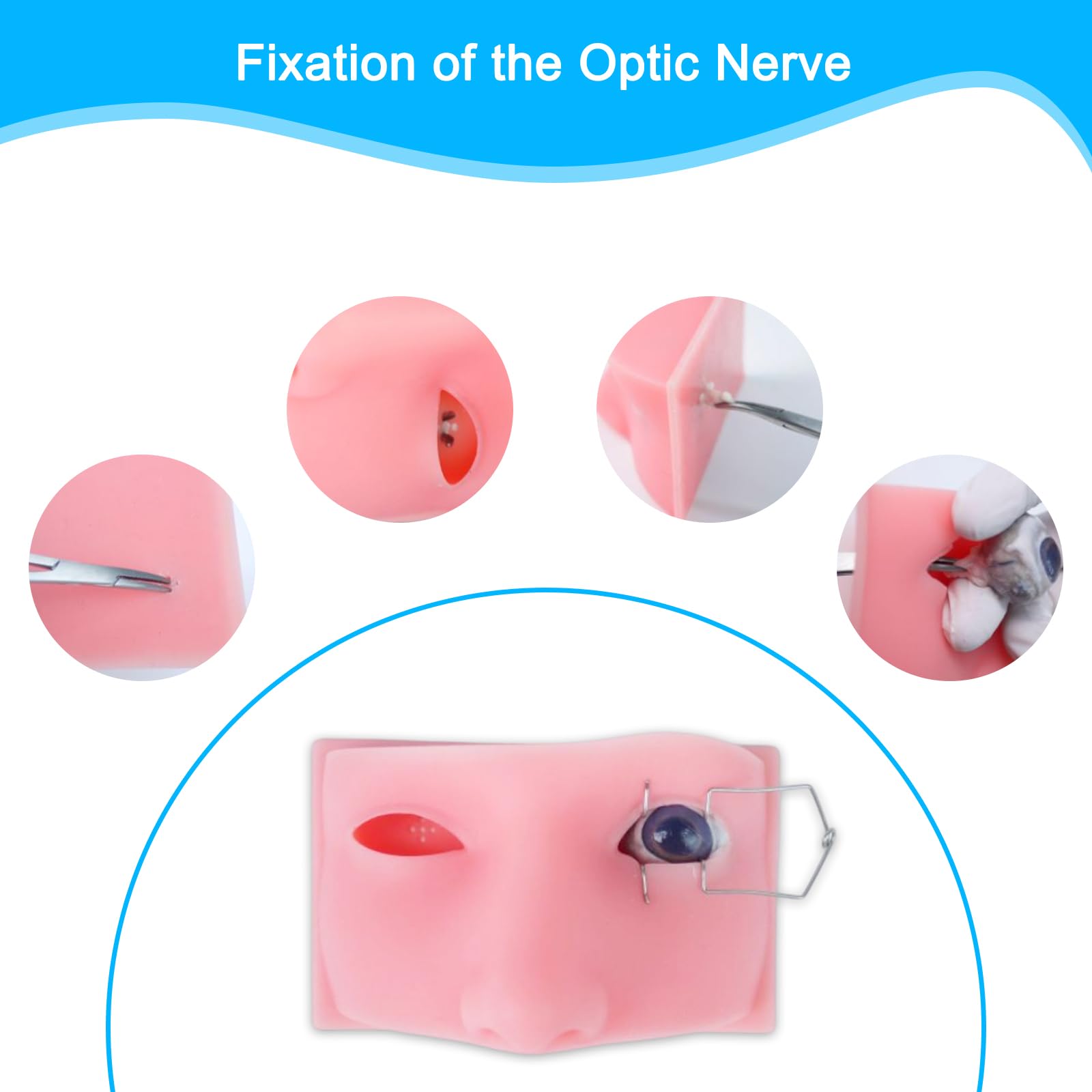 Maniquí oftalmológico de entrenamiento, modelo de cabeza para prácticas de cirugía ocular en laboratorio húmedo, simulador médico profesional de silicona para la formación en cirugía ocular en cerdos