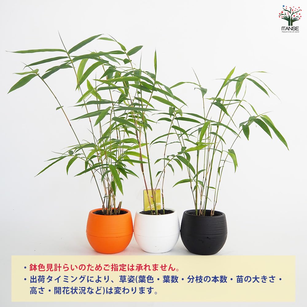 Amazon｜ITANSE 鳳凰竹 (ホウオウチク) 七夕 短冊付き 3号 1個