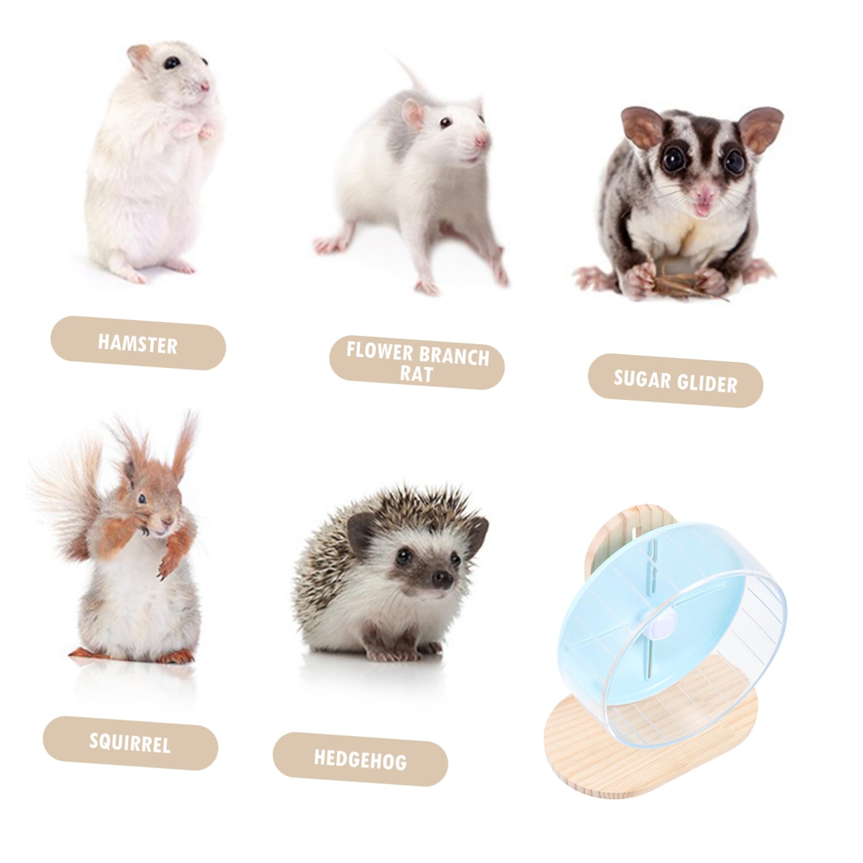 1juego Rueda De Ejercicio Silenciosa para Hamsters y Roedores Transparente Soporte para Actividades y Diversión De