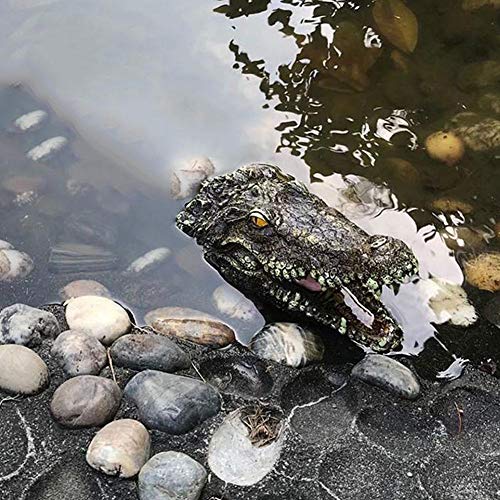 Krokodil Kopf Schwimmend TEST & Bewertung (2023)