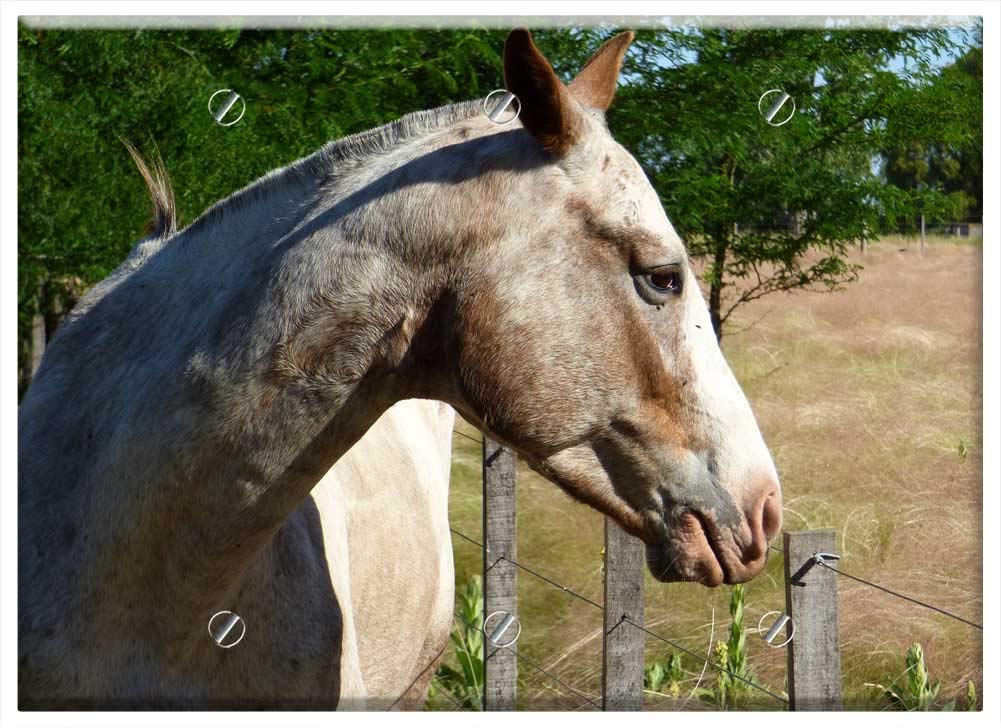 Triple Blank Wall Plate Cover - Equine Animal Four Legged Horse